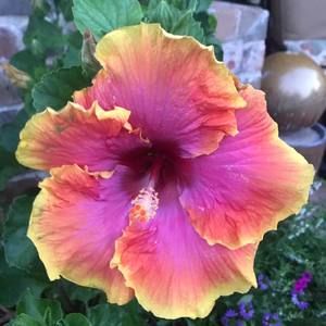 Meet your Posher, Leslie